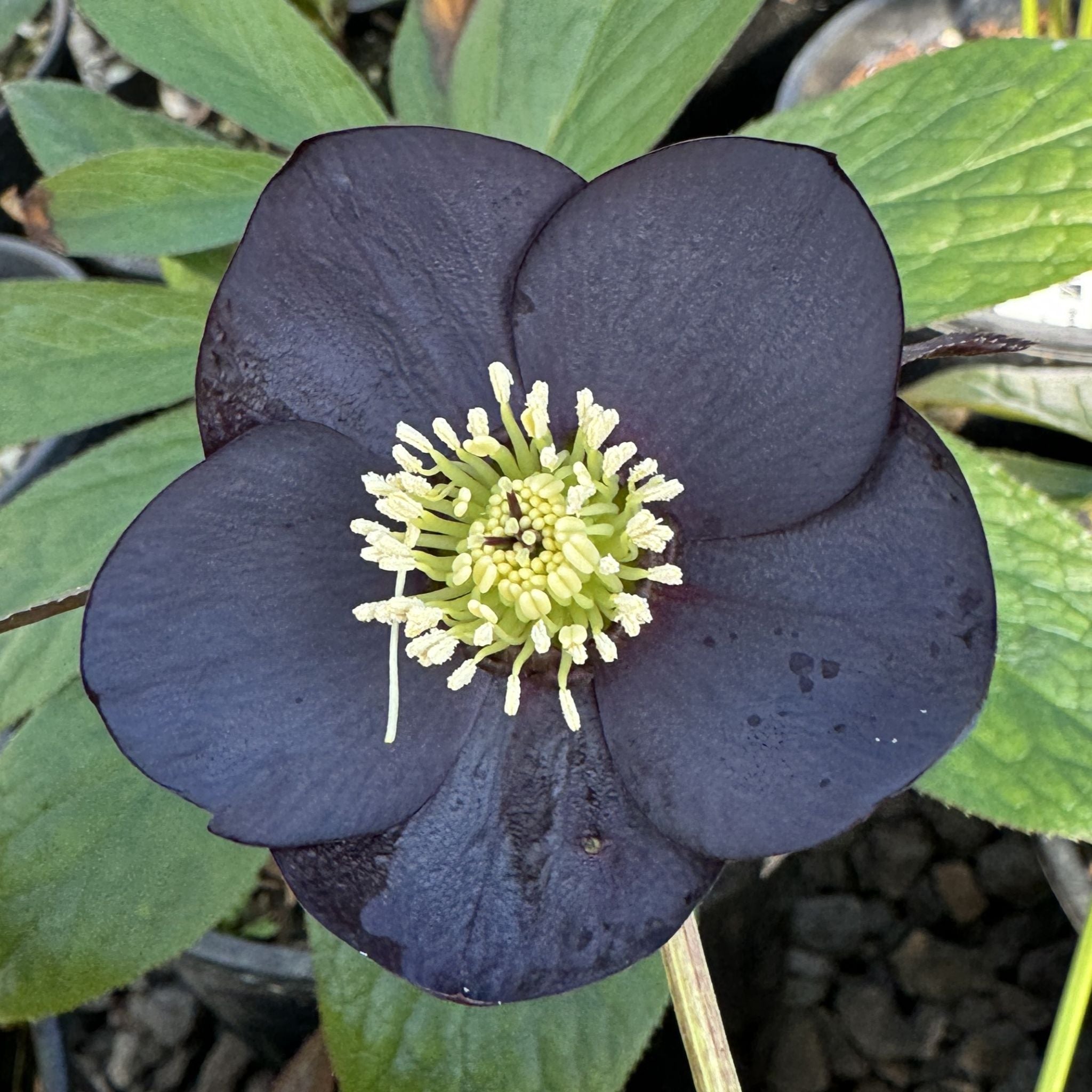 Helleborus WINTER JEWELS™ 'Black Diamond' – Loen Nursery, Inc.