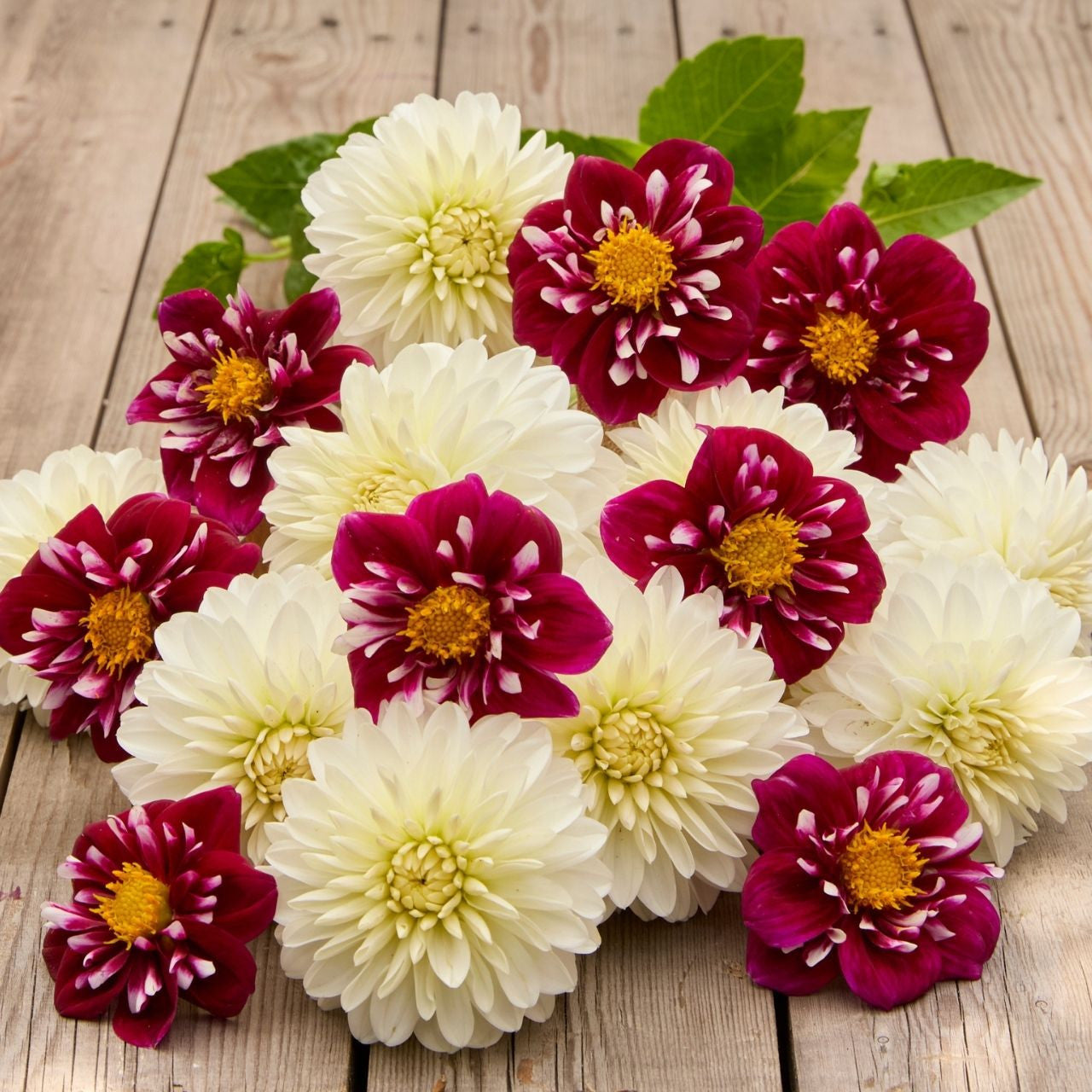 Dahlia Assorted Impression Fantastico & Snow Cap - 4 tuber clumps