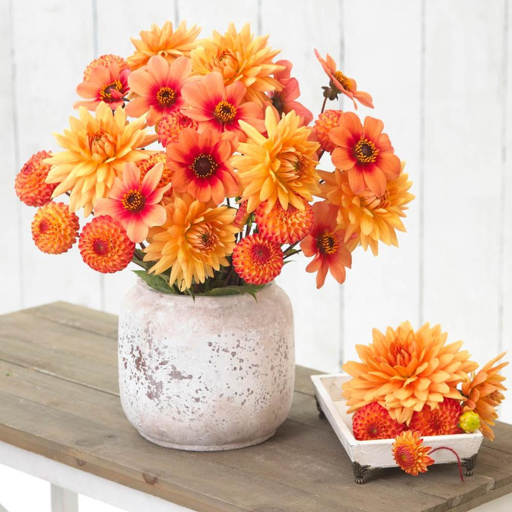 Dahlia Assorted Soft Orange Mix - 6 tuber clumps - Longfield Gardens
