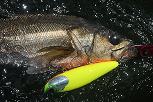 LONGIN FACTORY AIZU CaptainTokyo160