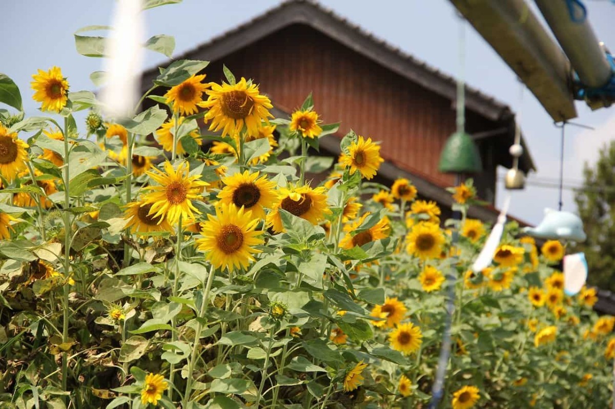 松江市『よつばひまわり園』のひまわりが見ごろ！仕掛けが満載です