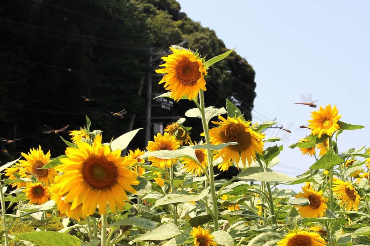 松江市『よつばひまわり園』のひまわりが見ごろ！仕掛けが満載です