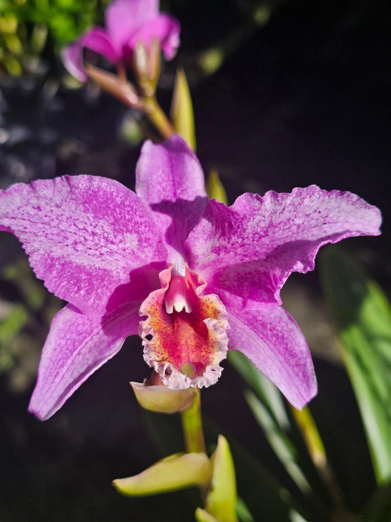 Laelia lyonsii × Cattleya percivaliana – La Foresta Orchids