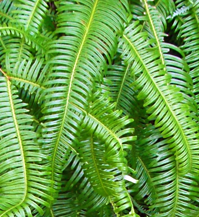 ウラジロ 450枚 裏白 ウラジロしだ ウラジロ（裏白） (Diplopterygium