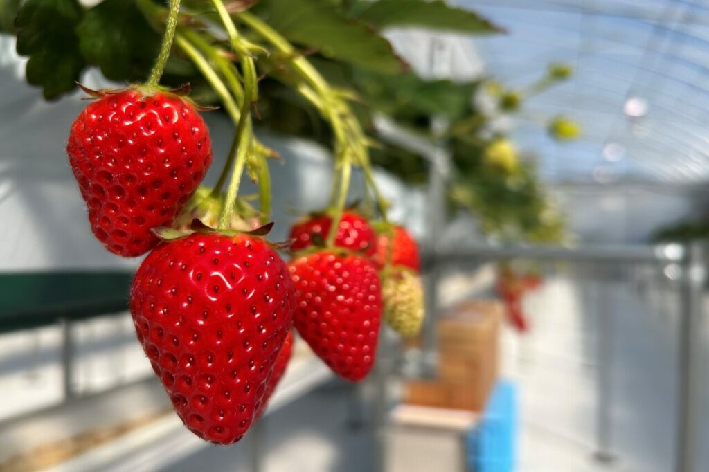 関西最大級のいちご農園［湖と苺］（みずうみといちご）が滋賀県草津市