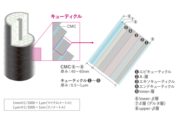 毛髪の基本構造～それぞれの役割と髪が生える仕組み～ | ヘアコラム