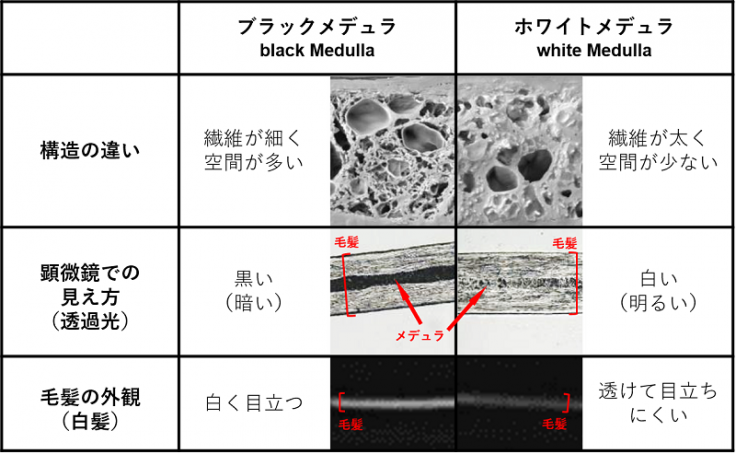毛髪の基本構造～それぞれの役割と髪が生える仕組み～ | ヘアコラム