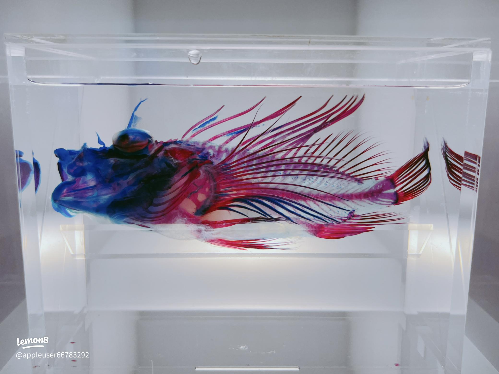 沼津港深海水族館の透明骨格標本の魅力