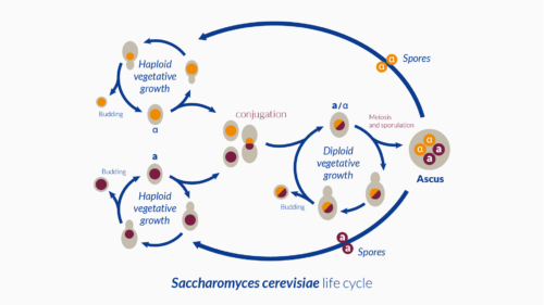 Yeast Saccharomyces cerevisiae - Trends Mag Lesaffre