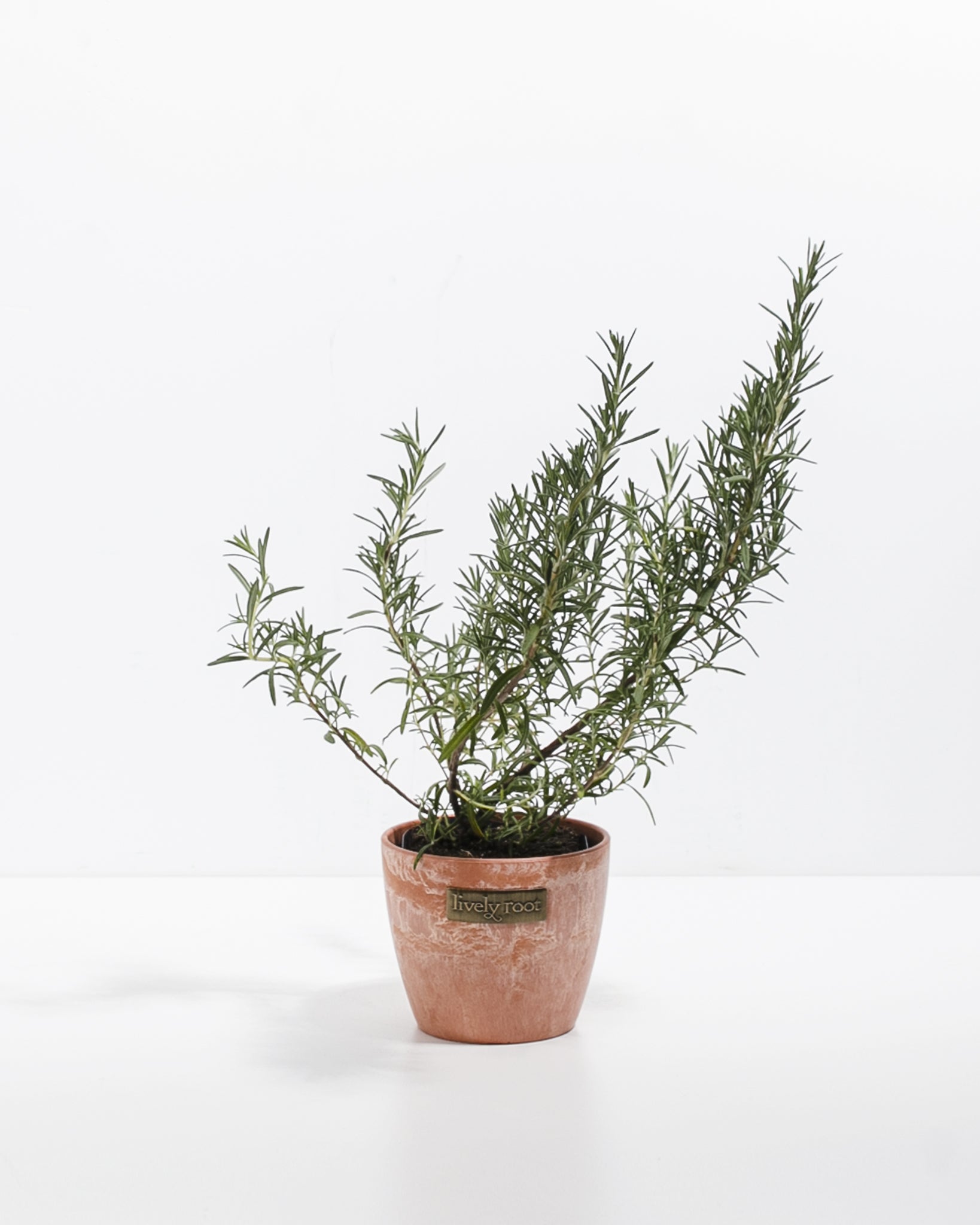 Arp Rosemary | Patio & Landscape Plants | Lively Root