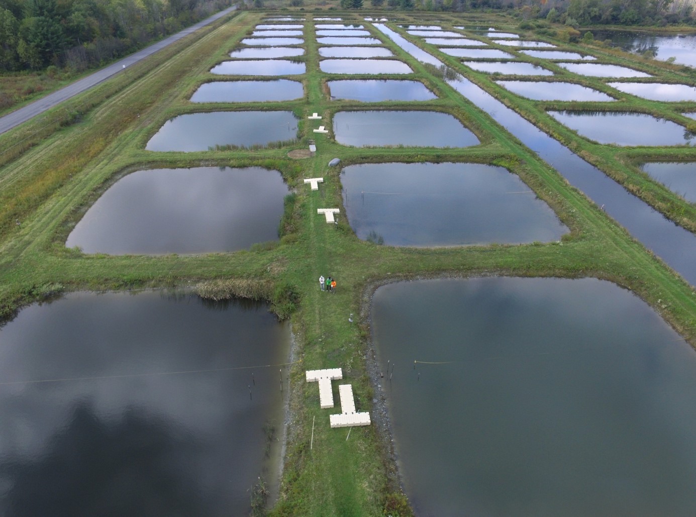 浅い湖沼では光が減ると水質が悪化する： 湖底の水草と水中の植物