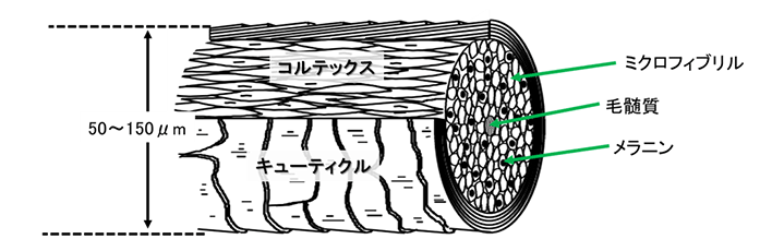 毛髪補修剤｜技術情報 | ライオン・スペシャリティ・ケミカルズ株式会社