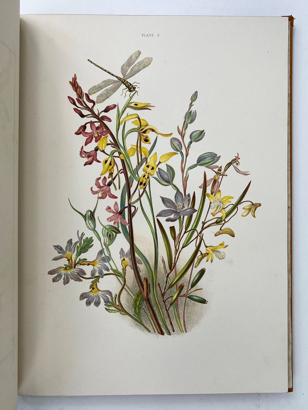 Shop - Lucius Books. Rare Books, First Editions, Signed copies in