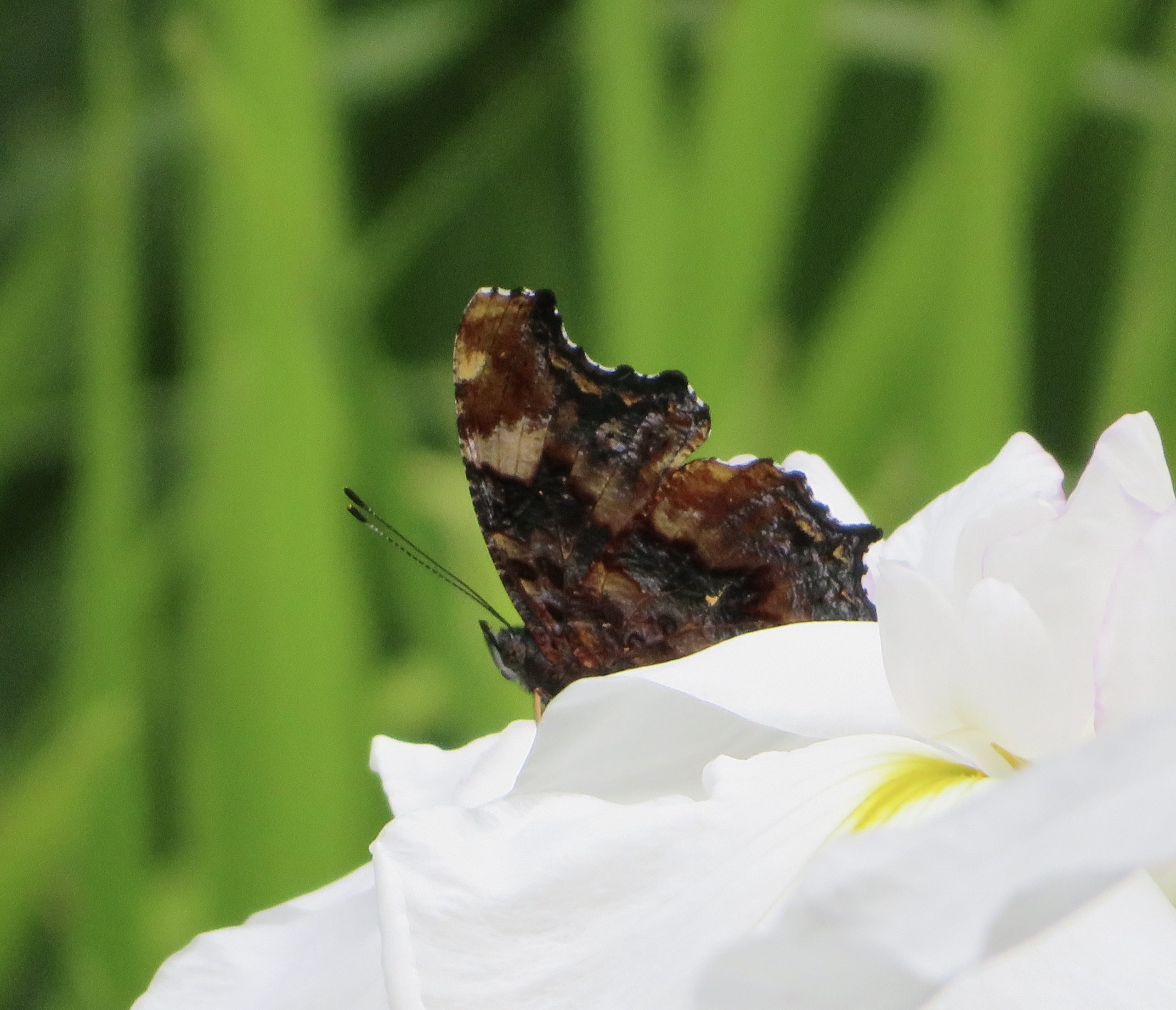 ルリタテハ – Machi Eco – まちエコ –