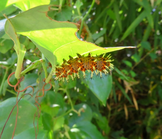 ルリタテハ – Machi Eco – まちエコ –