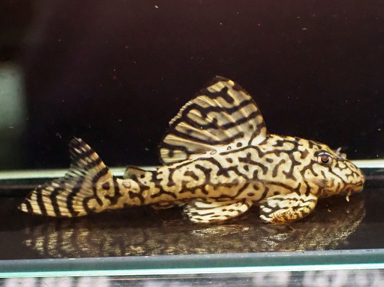 リアルメガクラウンゼブラプレコ L-236 黄オス(11cm±)ドイツブリード