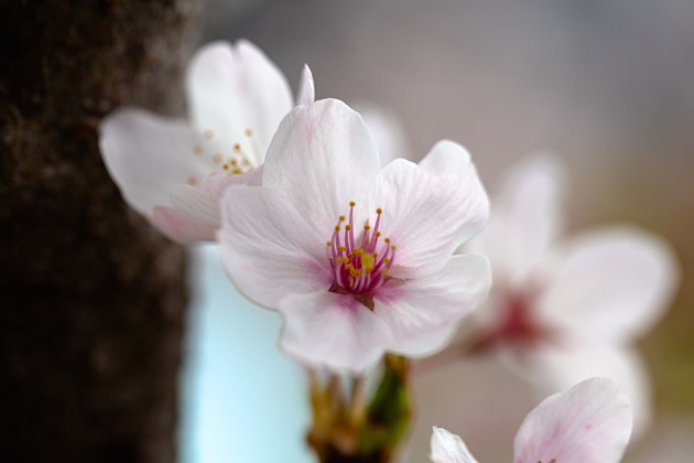 愛知】GSで行く！岡崎花見ツーリング | 中古バイク・新車の事なら