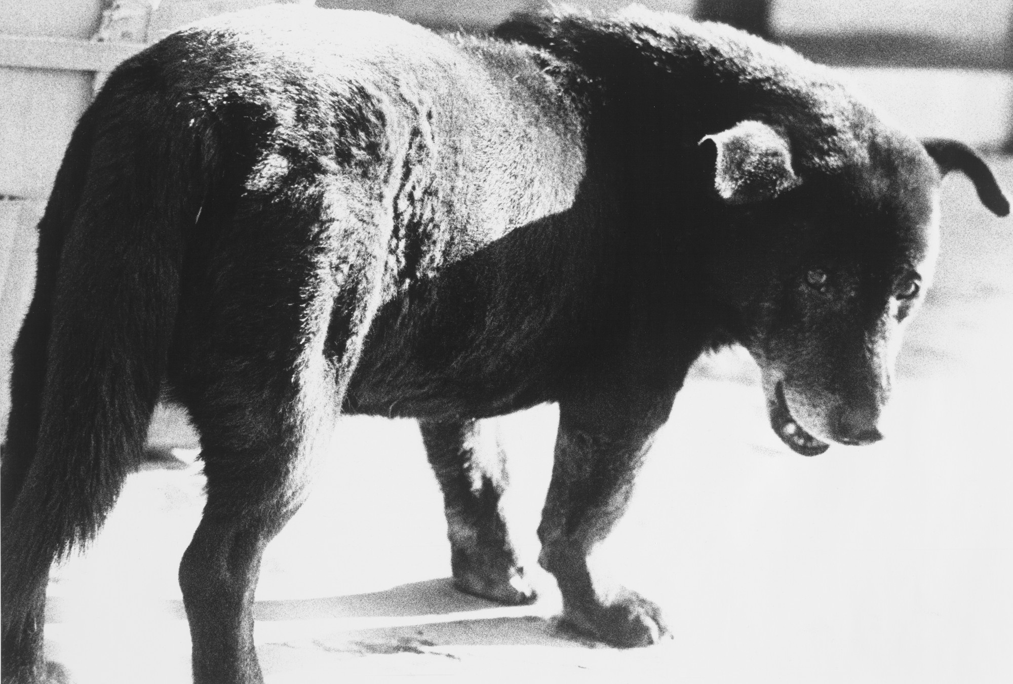 Daidō Moriyama (森山 大道). Stray Dog, Misawa. 1971 | MoMA