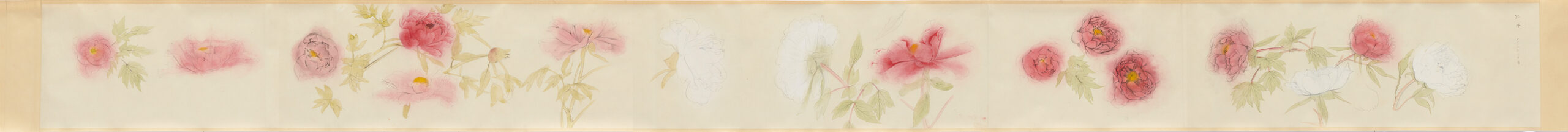 速水御舟《寒牡丹写生図巻》1926（大正15）年 - 東京国立近代美術館