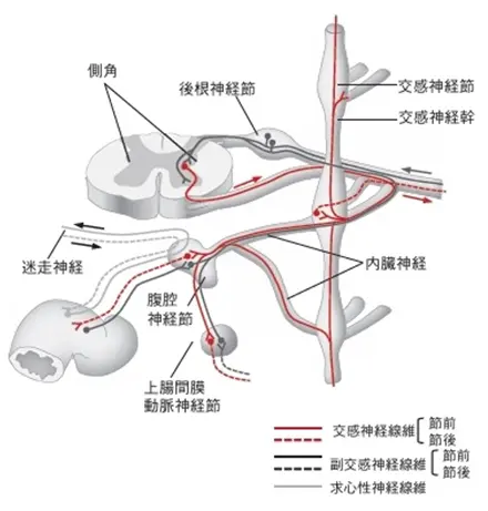 当院でできる主な神経ブロック注射｜大阪府茨木市 ももたろう痛みの