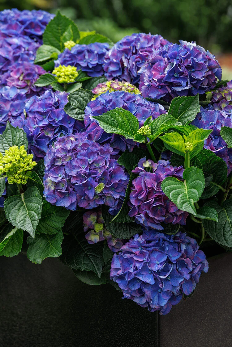 Seaside Serenade® Newport Hydrangea, Monrovia Plant