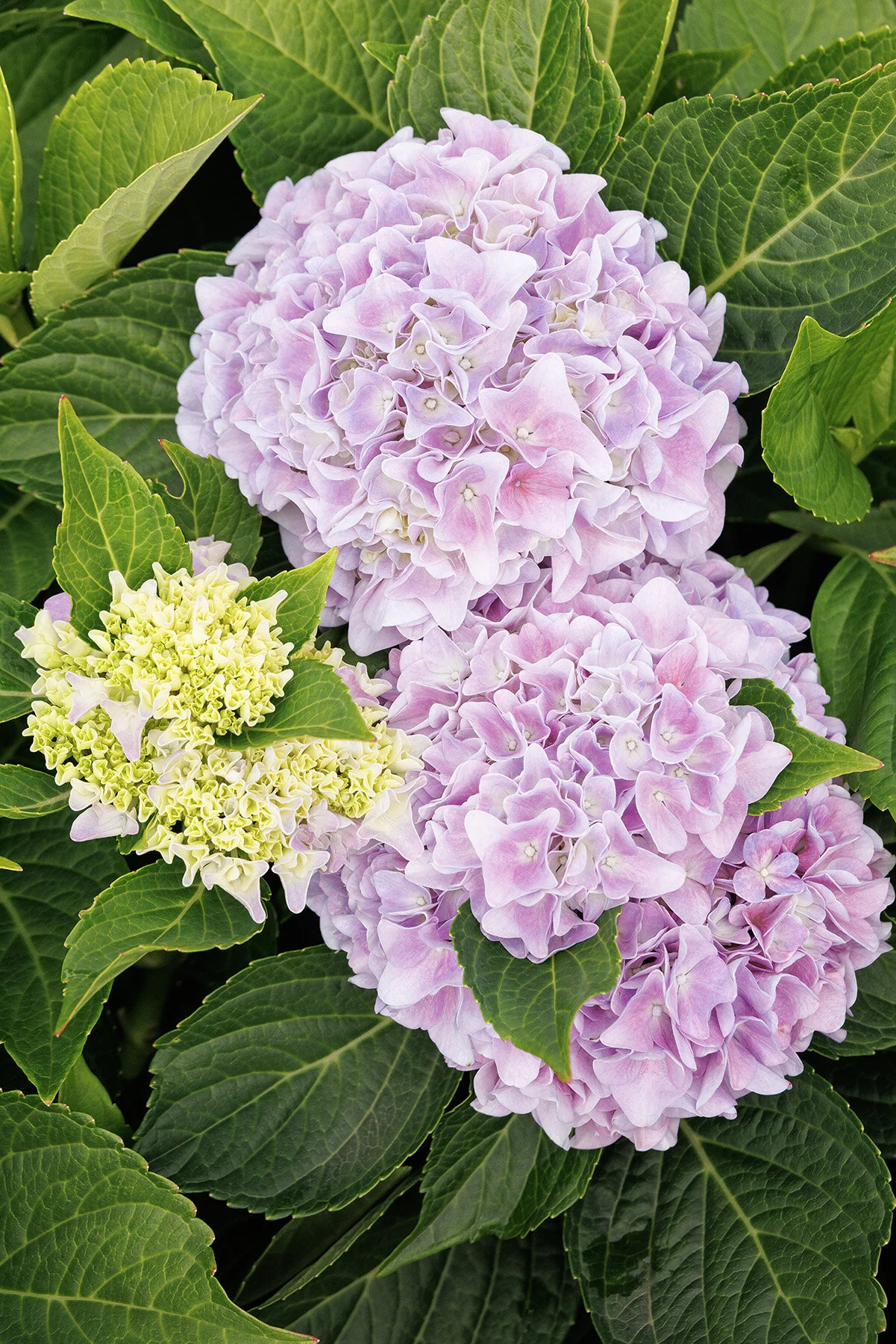 Seaside Serenade® Kitty Hawk Hydrangea, Monrovia Plant