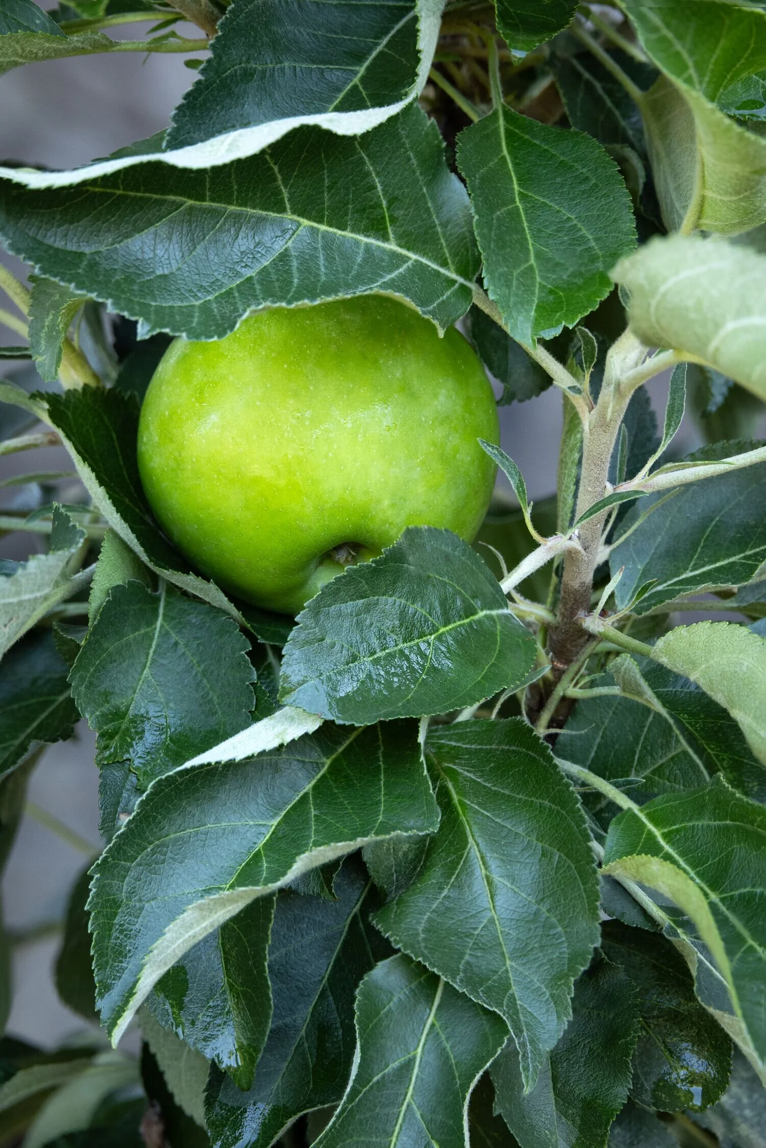 Fruit Snacks® Tangy Green™ Columnar Apple, Malus x domestica 'AK-98'