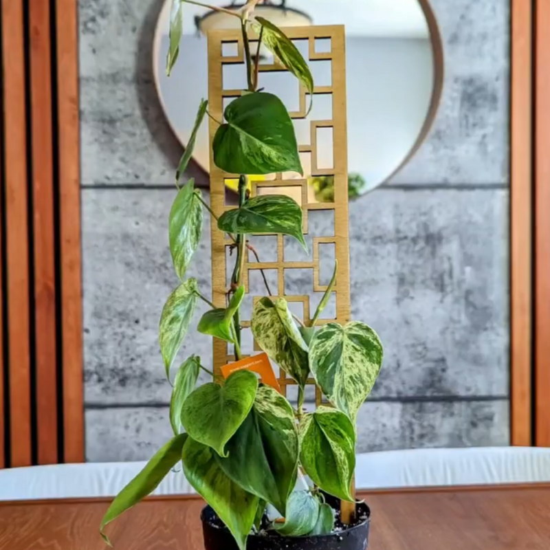 Tropical_squares_wood_trellis_