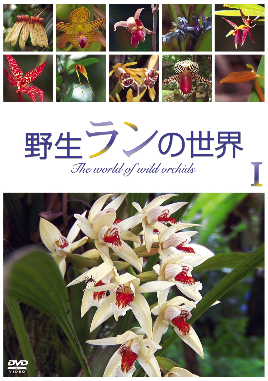 野生ランの世界 - MAXAM