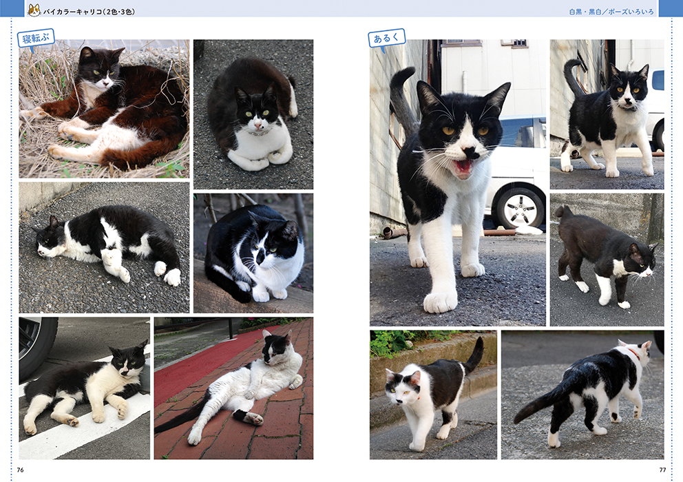 絵を描くためのネコの写真集 - マール社