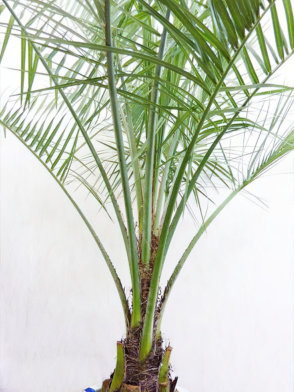 ココスヤシ 8号サイズ | HITOTOKI by MAKIMO PLANT