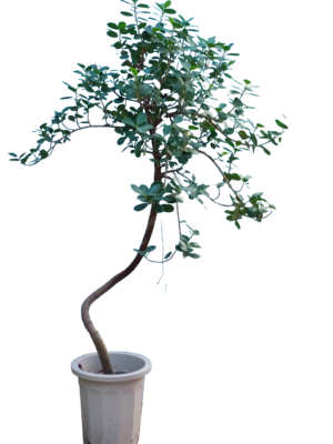 ストレリチア・レギネ 10号サイズ | HITOTOKI by MAKIMO PLANT