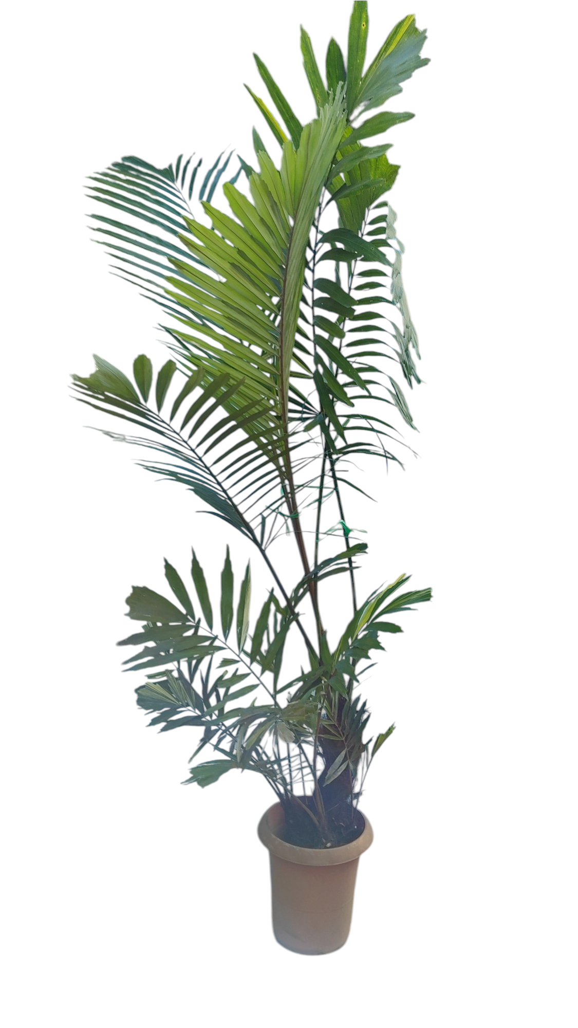 現物商品】クロツグヤシ 斑入り | HITOTOKI by MAKIMO PLANT