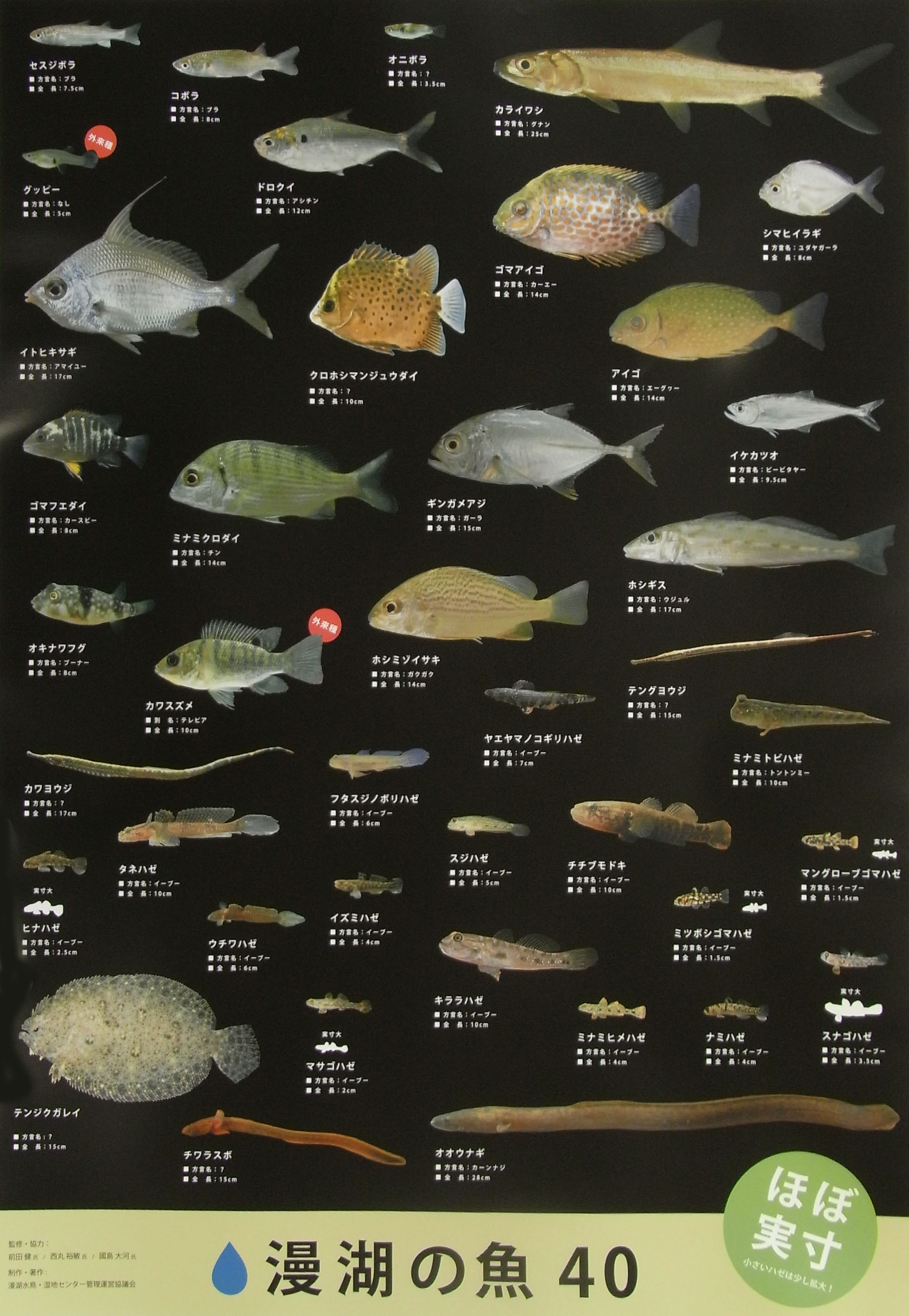 ポスター「漫湖の魚40」の無料配布について | 漫湖水鳥・湿地センター