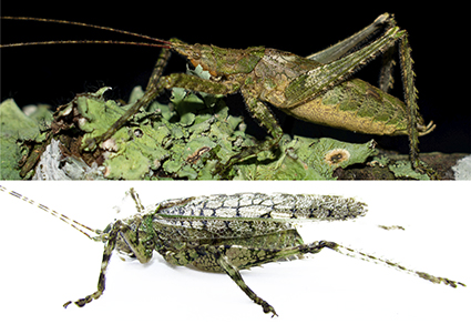 Katydids (Orthoptera: Tettigoniidae) from the Iguaçu National Park