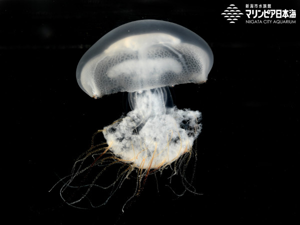 エチゼンクラゲ | 無脊椎動物 | 生物図鑑 | 新潟市水族館 マリンピア日本海