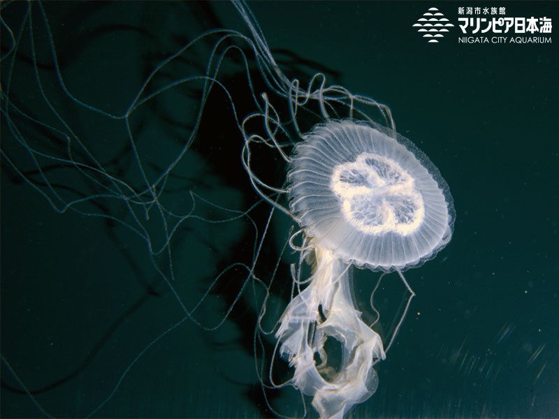 アマクサクラゲ | 無脊椎動物 | 生物図鑑 | 新潟市水族館 マリンピア日本海