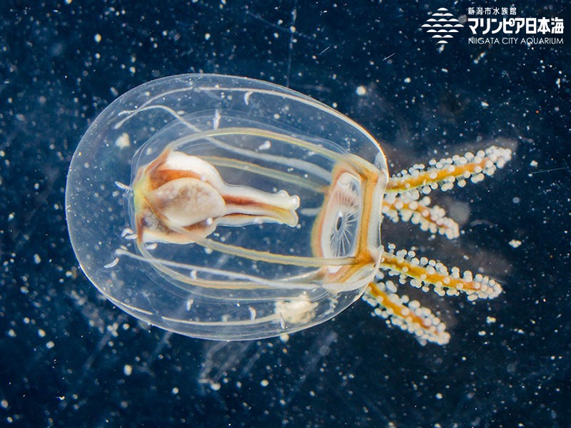 ウラシマクラゲ | 無脊椎動物 | 生物図鑑 | 新潟市水族館 マリンピア日本海