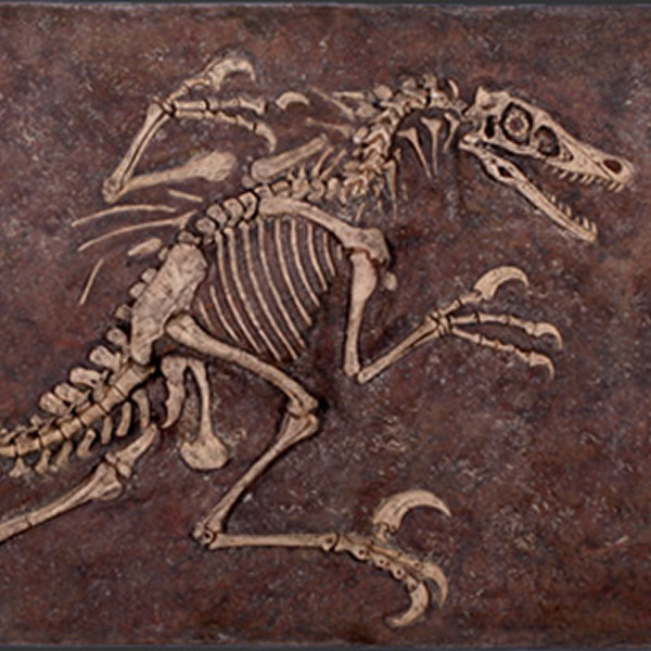 ヴェロキラプトルの化石 Velociraptor Freeze FRP恐竜オブジェ【商品