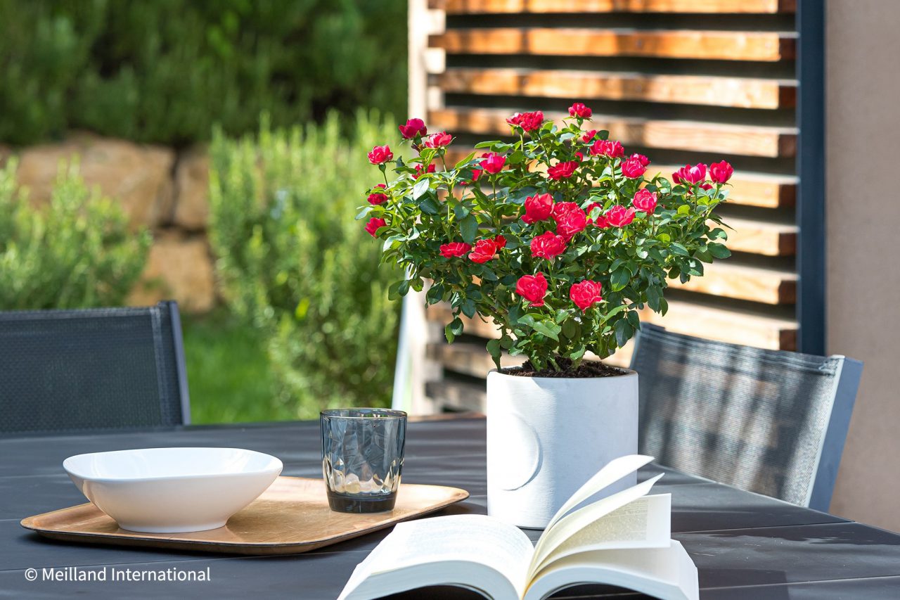 新感覚のバラ Zepeti（ゼプティ）新発売 – エム・アンド・ビー・フローラ