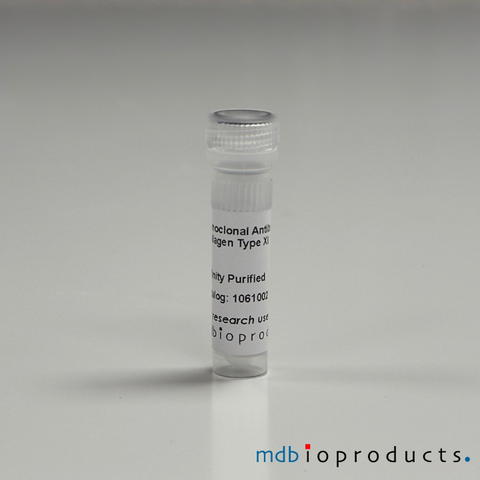 Collagen Type I Antibody, anti-Mouse, 100 uL – MD Bioproducts