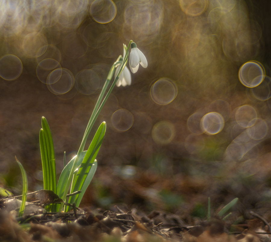 Trioplan 100 f2.8 II | Meyer Optik Görlitz - Unique lenses with