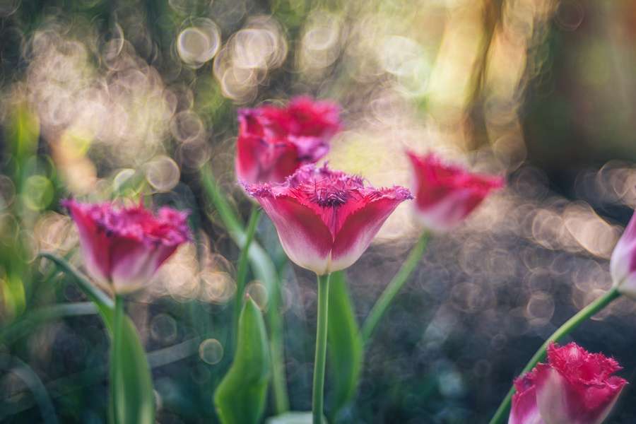 Trioplan 100 f2.8 II | Meyer Optik Görlitz - Unique lenses with