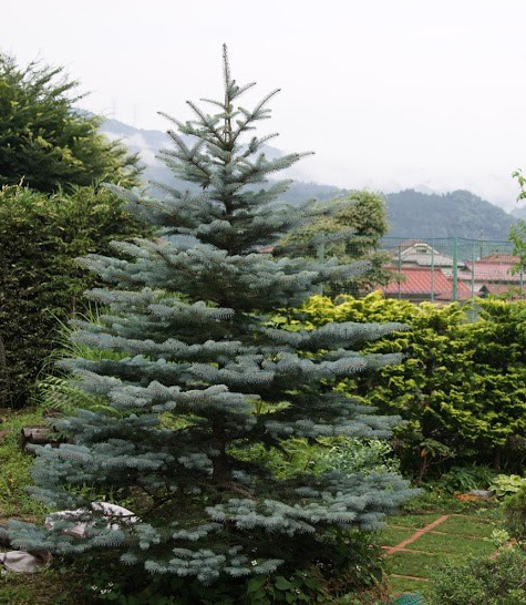 札幌市 プンゲンストウヒ｜クリスマスツリーとして人気です♪