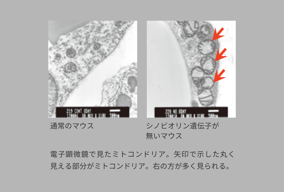 ミトコリーナ公式サイト】遺伝子に働きかけ、ミトコンドリアの量と質を