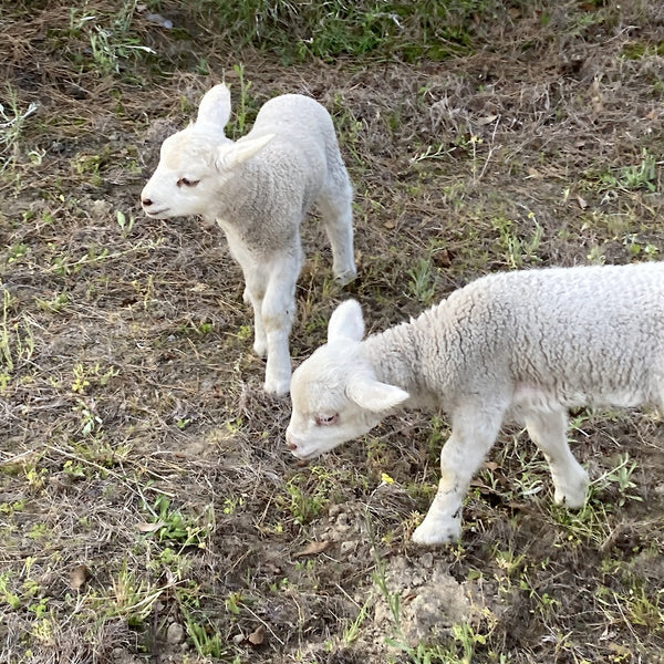 あつまれ、ひつじの森！ ～かわいいひつじさんのいるエリアに入場でき