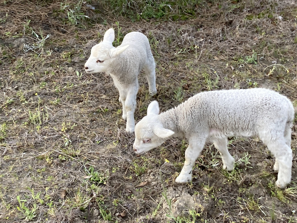 あつまれ、ひつじの森！ ～かわいいひつじさんのいるエリアに入場でき