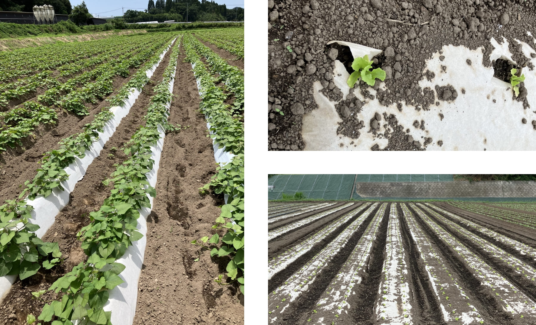 生分解性“紙製マルチ”で今すぐ農作業の省力化を | 素材を知る| PLAS