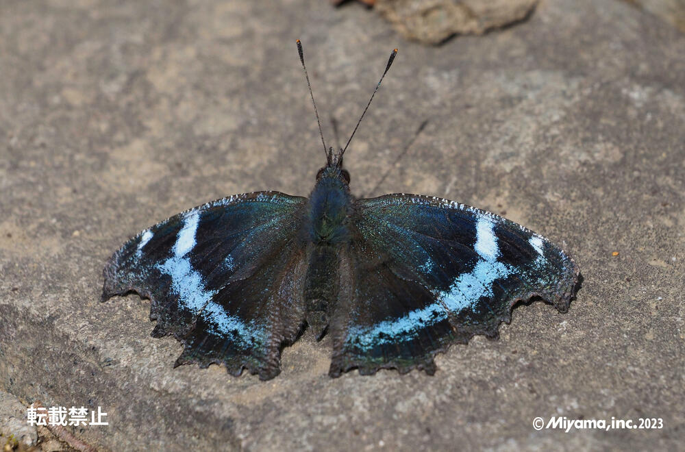 ルリタテハ｜事業紹介｜総合環境企業ミヤマ株式会社