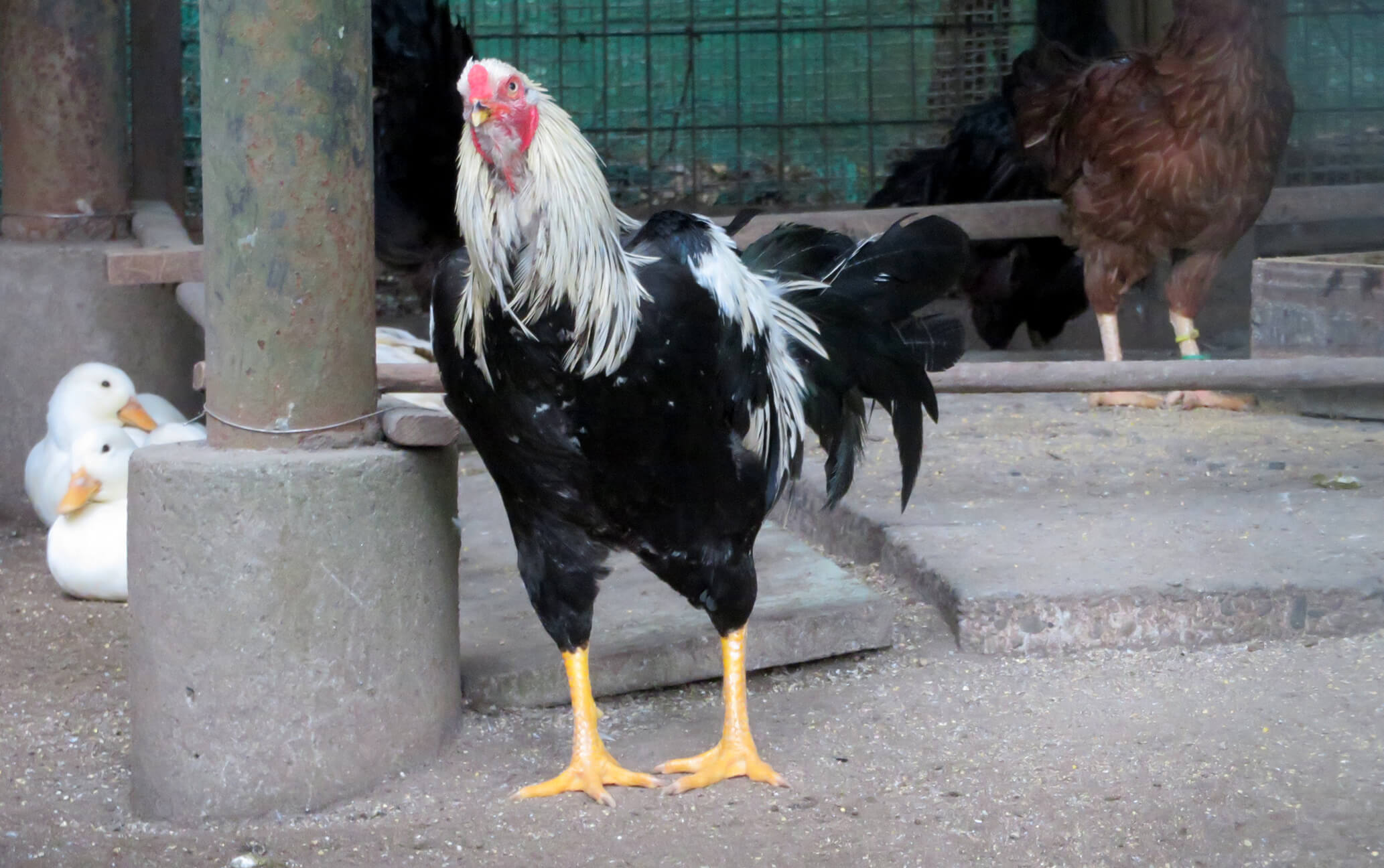 薩摩鶏（白笹） | 宮崎市フェニックス自然動物園サイト